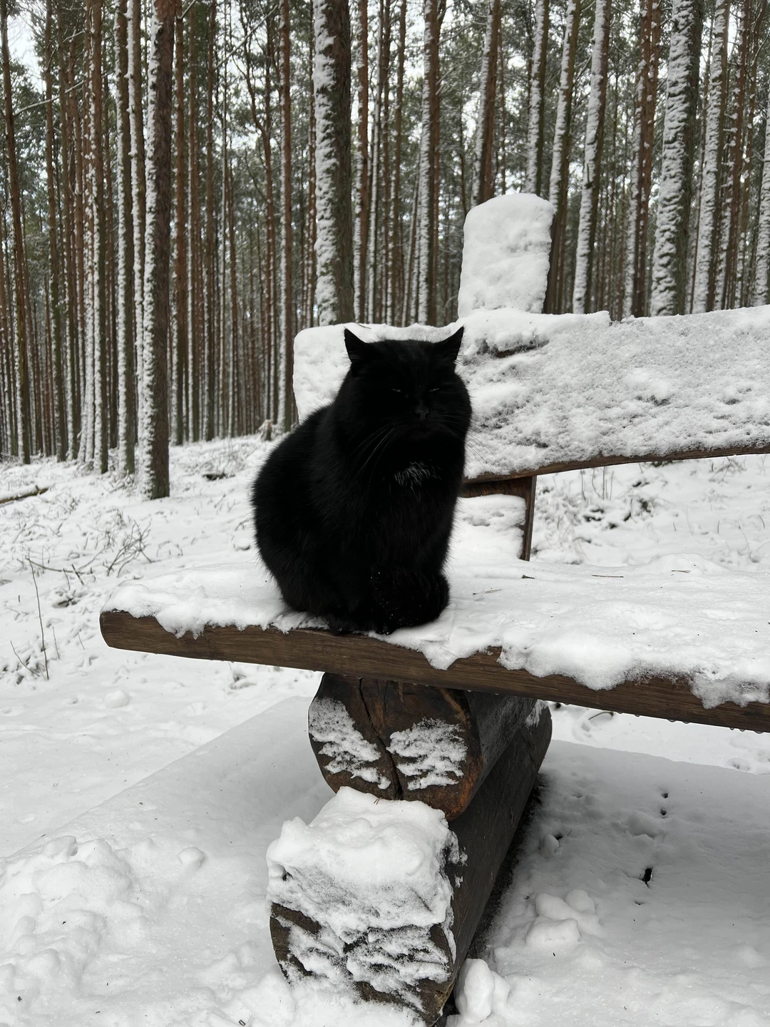 Отзыв о экскурсии "Первый раз на Куршской косе — из Зеленоградска" — фото 8