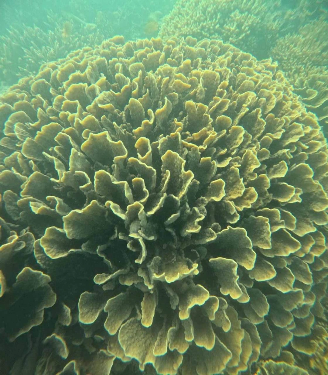 Отзыв о экскурсии "Морская прогулка на частной лодке по островам Гили + снорклинг с черепахами" — фото 1