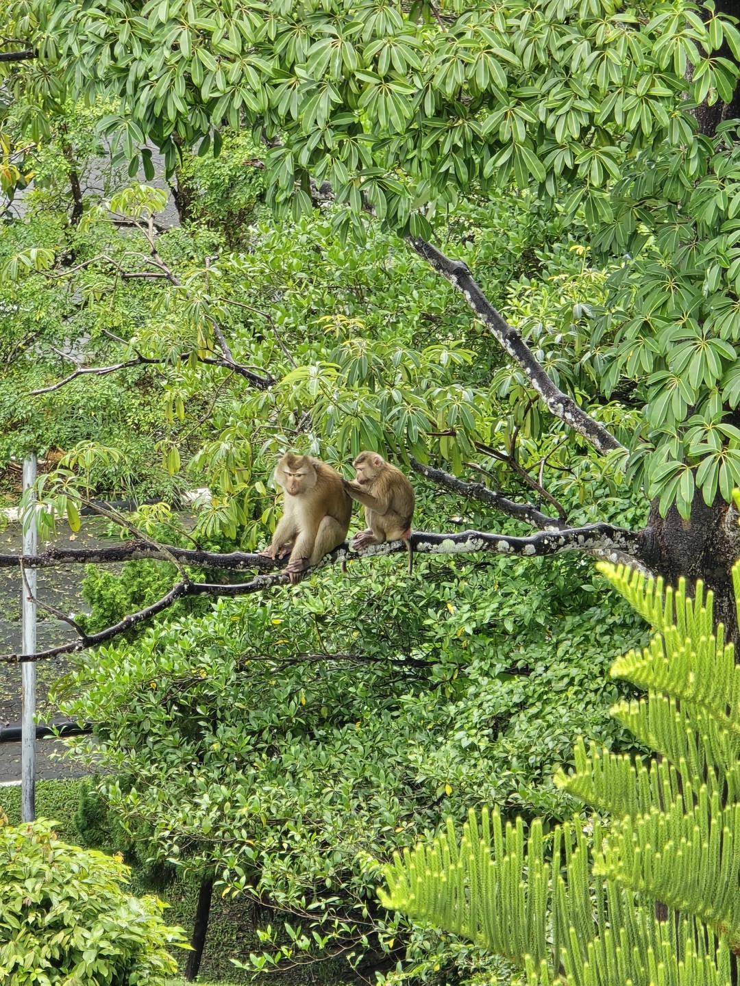 Отзыв о экскурсии "Влюбиться в Пхукет за 1 день!" — фото 4