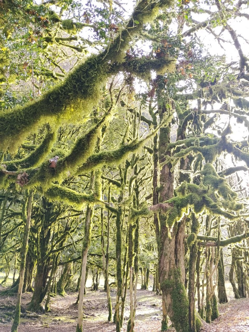 Отзыв о экскурсии "Из Адлера — навстречу природе, истории и гостеприимству Абхазии" — фото 8