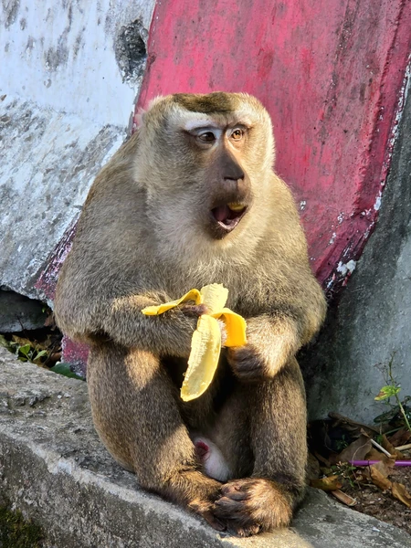 Отзыв о экскурсии "Большое путешествие по Пхукету на целый день" — фото 8
