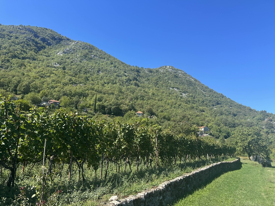 Отзыв о экскурсии "По Скадарскому озеру с черногорцем" — фото 2 Отзыв о экскурсии "По Скадарскому озеру с черногорцем" — фото 2