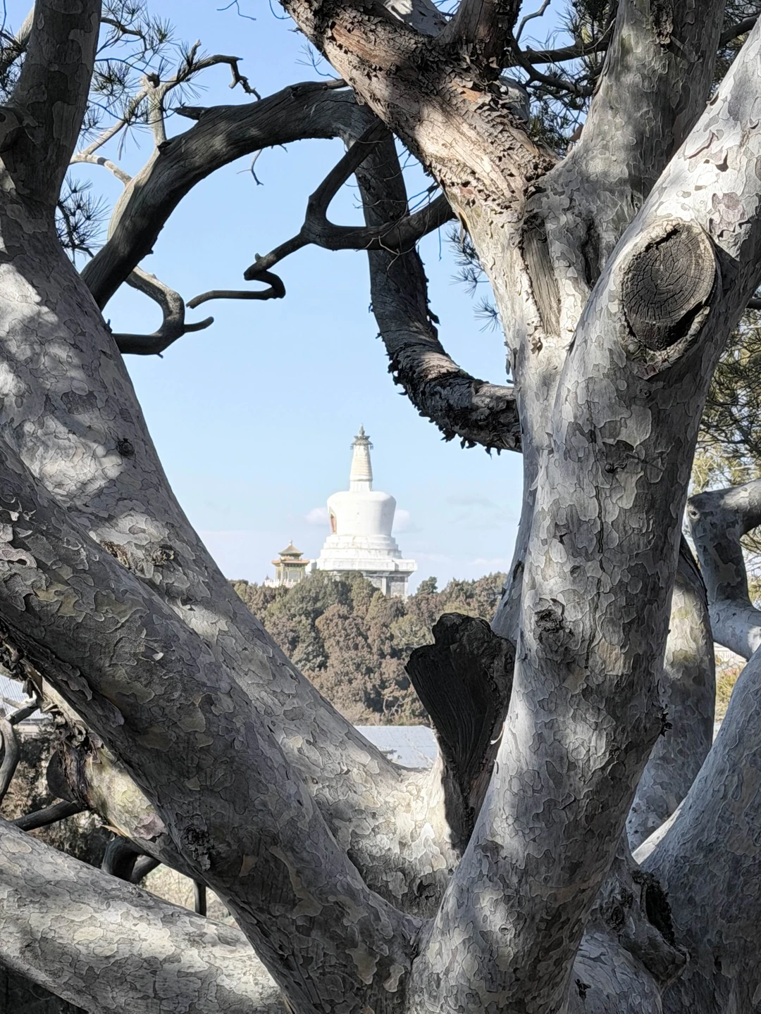 Отзыв о экскурсии "Пекин классический и современный" — фото 1