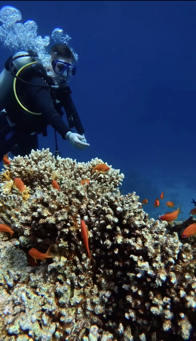 Отзыв о экскурсии "Дайвинг на одном из лучших пляжей Шарм-эль-Шейха" — фото 1