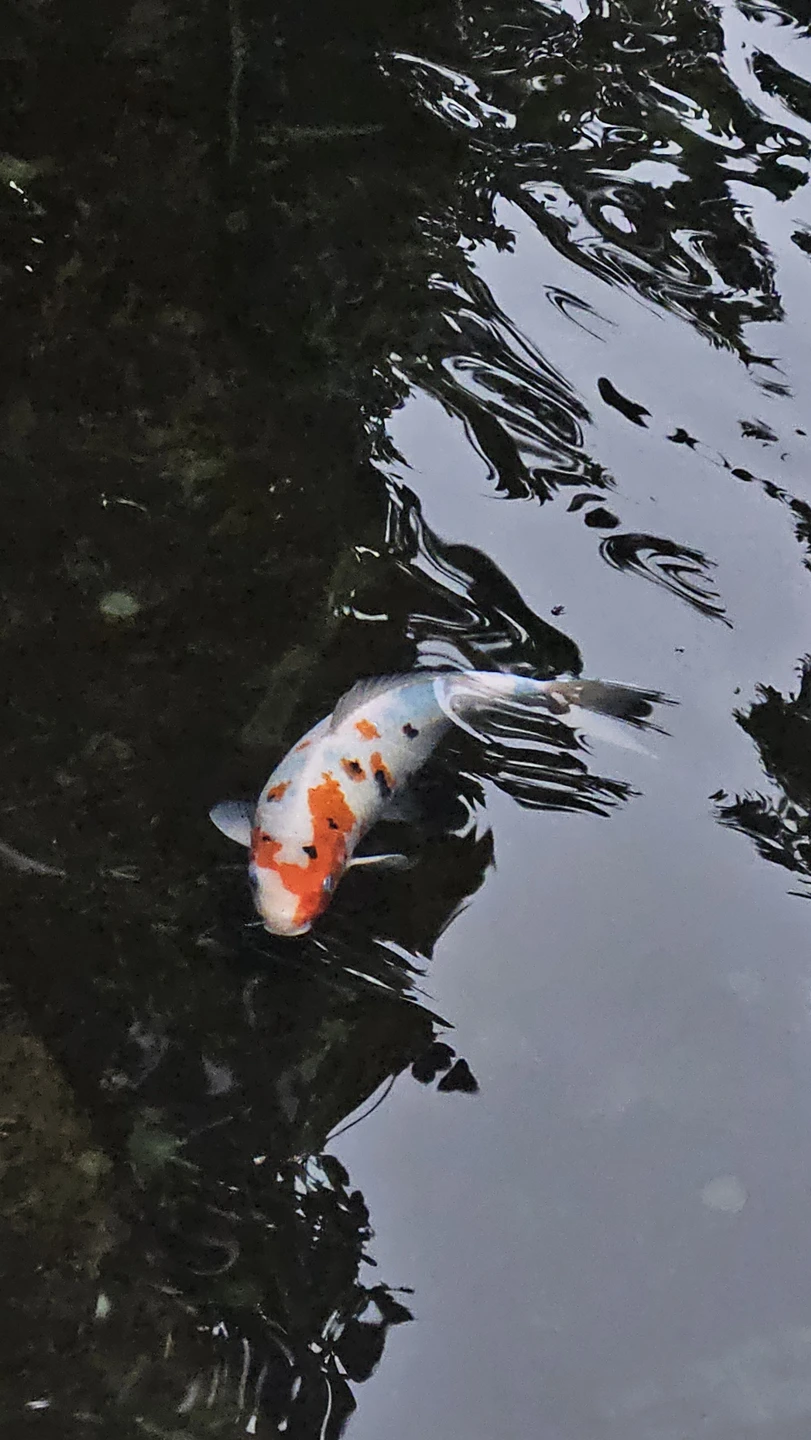 Отзыв о экскурсии "По парку Галицкого — в мини-группе" — фото 1