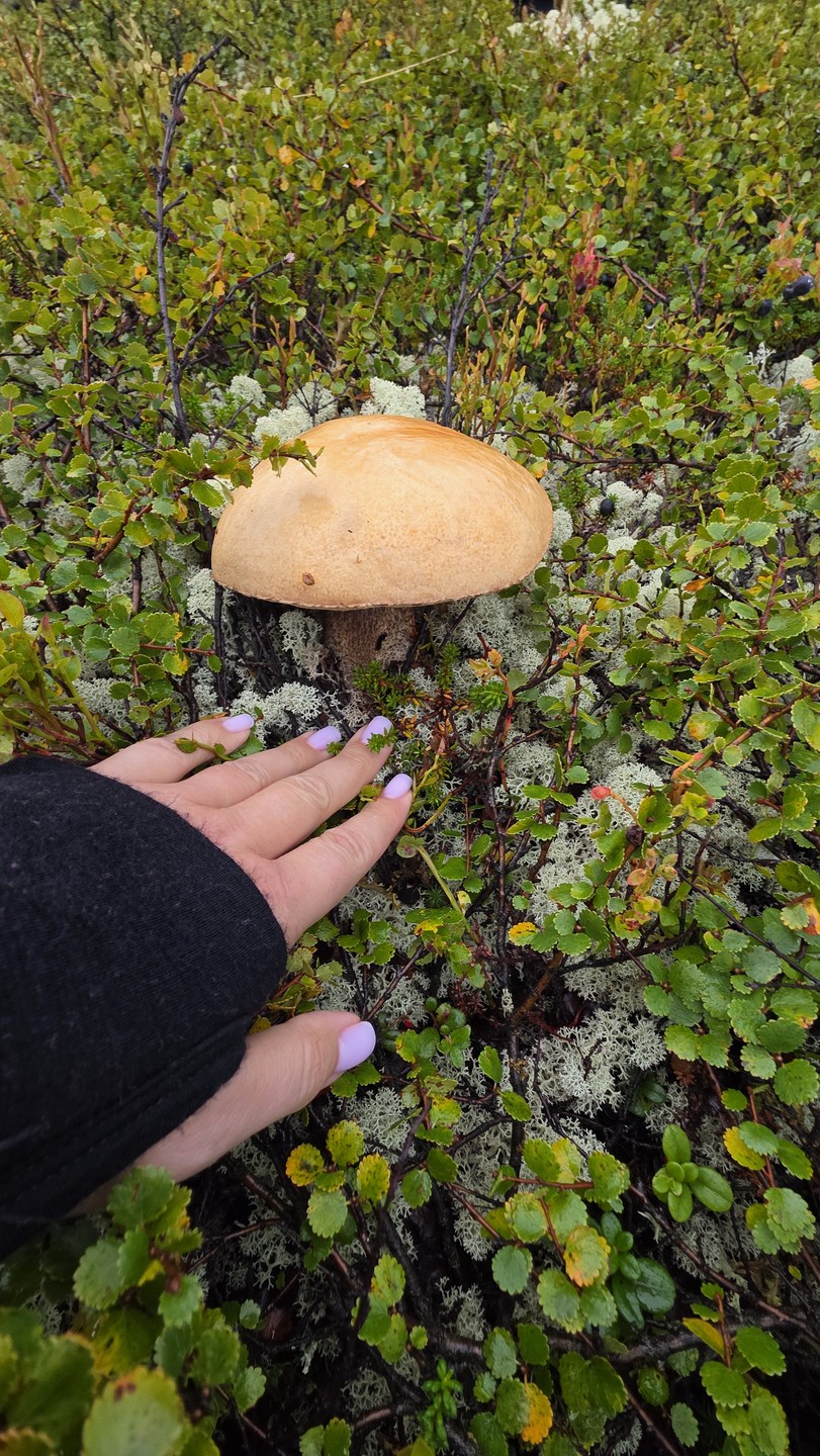 Отзыв о экскурсии "Киты, квадроциклы, сапы и деликатесы — Кольский на максималках (всё включено)" — фото 7