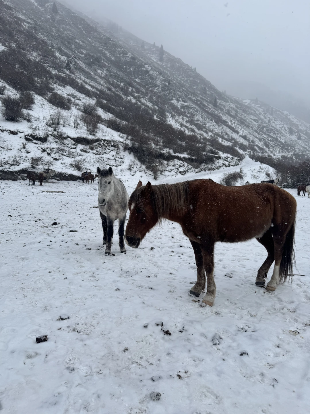 Отзыв о экскурсии "Комфорт-маршрут по озёрам Каинды, Кольсай и Чарынскому каньону" — фото 2