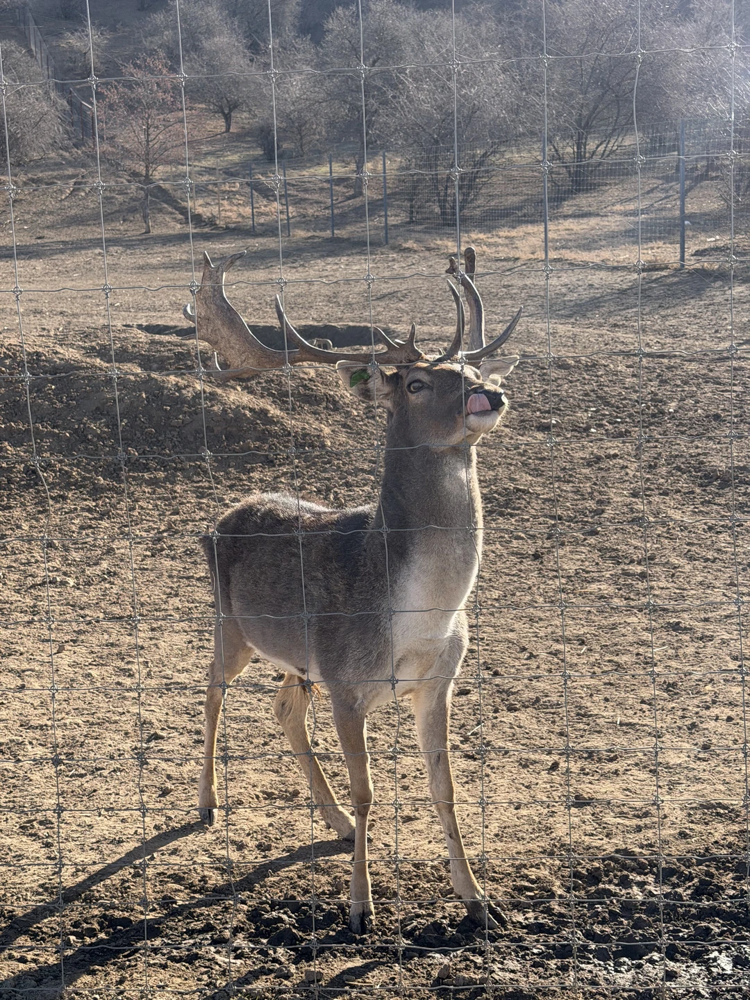 Отзыв о экскурсии "4 в 1: оленья ферма, петроглифы, канатная дорога Чиноркент и Бочки" — фото 2