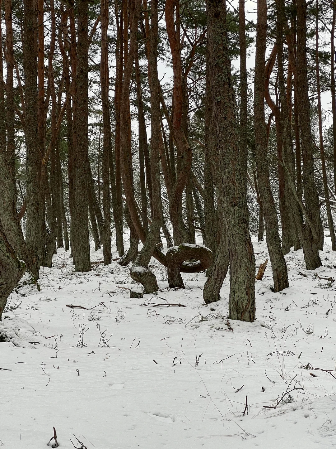 Отзыв о экскурсии "Первый раз на Куршской косе — из Зеленоградска" — фото 3