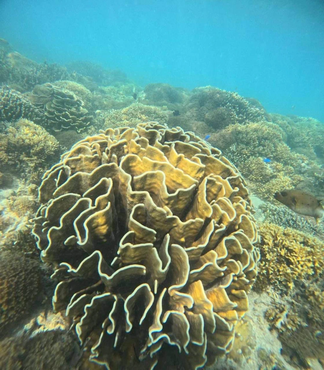 Отзыв о экскурсии "Морская прогулка на частной лодке по островам Гили + снорклинг с черепахами" — фото 3