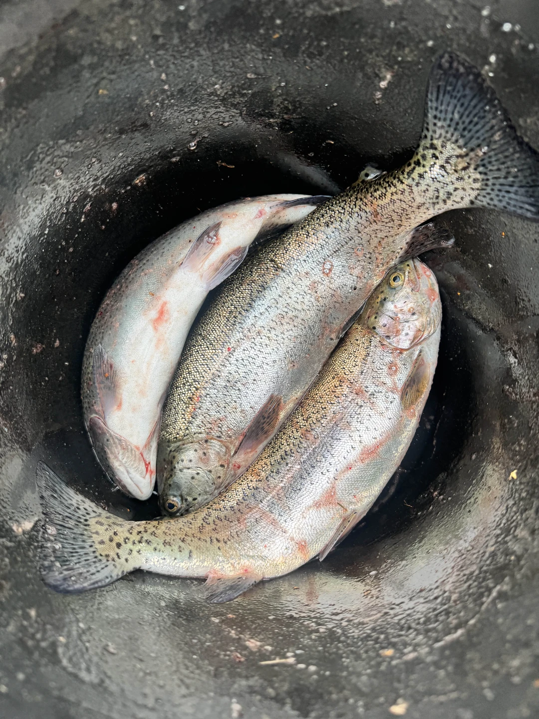 Отзыв о экскурсии "Необычный маршрут по Кабардино-Балкарии: индивидуальное путешествие на внедорожнике" — фото 1