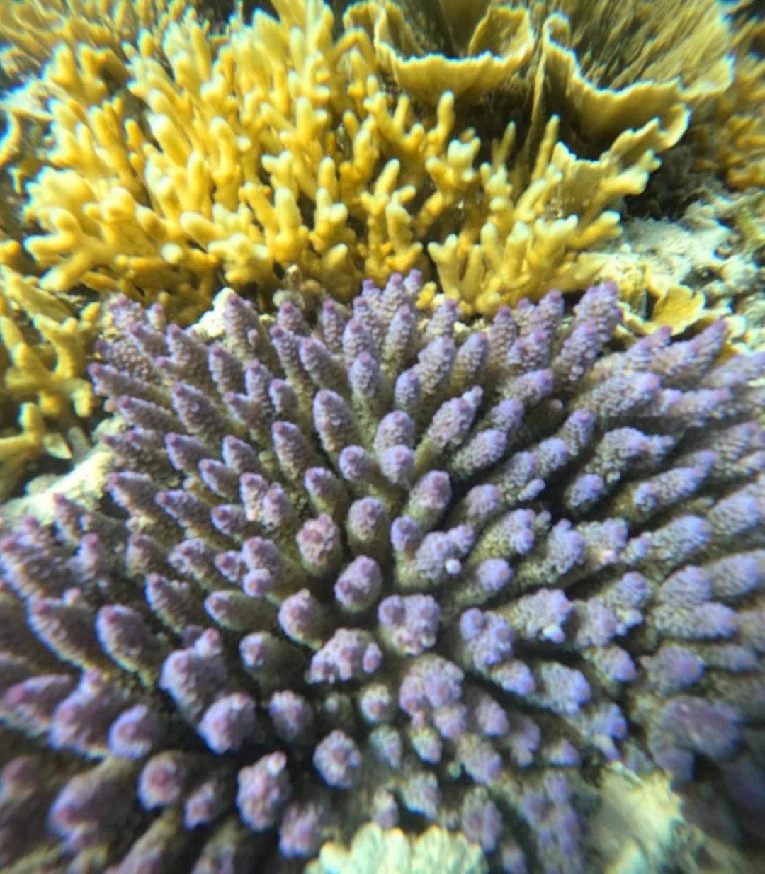 Отзыв о экскурсии "Морская прогулка на частной лодке по островам Гили + снорклинг с черепахами" — фото 6