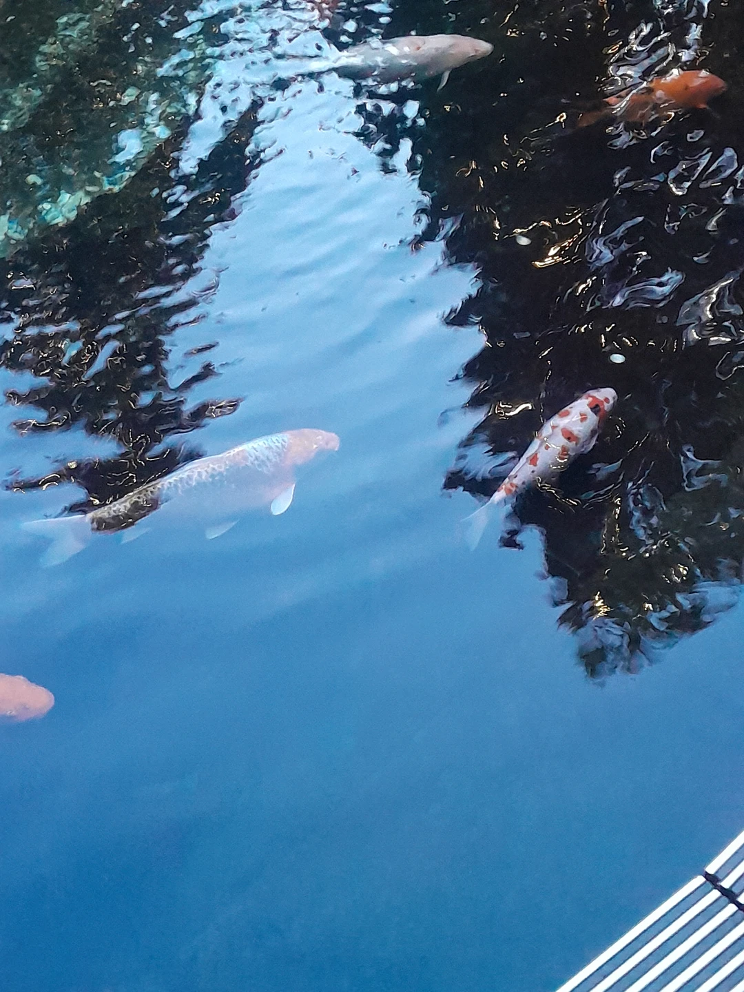 Отзыв о экскурсии "По Краснодару и парку Галицкого (пешком и на машине)" — фото 3