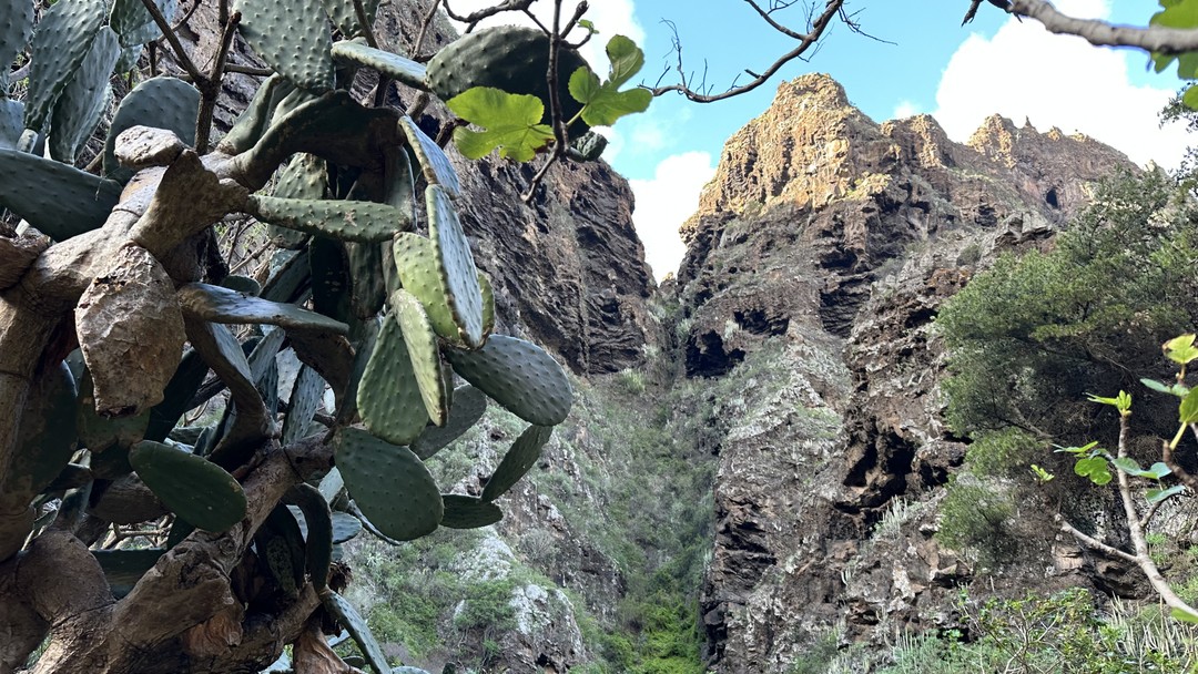 Отзыв о экскурсии "Сквозь джунгли Тенерифе к секретным водопадам" — фото 6
