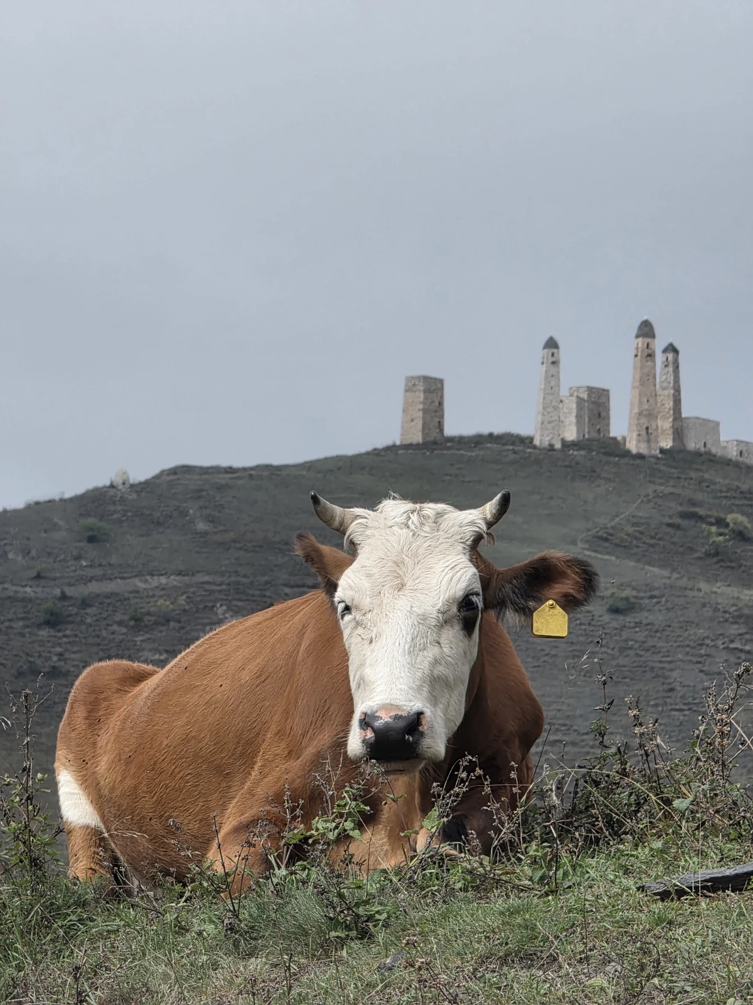 Отзыв о экскурсии "Понять загадочный мир Ингушетии" — фото 1