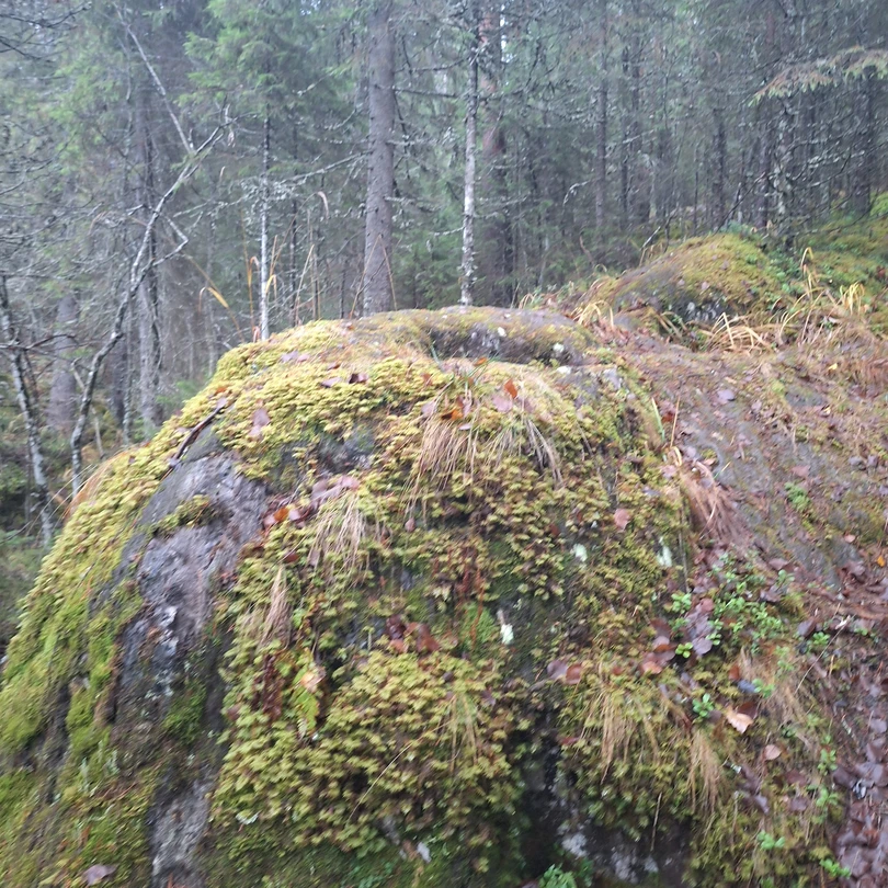 Отзыв о экскурсии "Из Сортавалы — по следам викингов и добытчиков мрамора" — фото 5