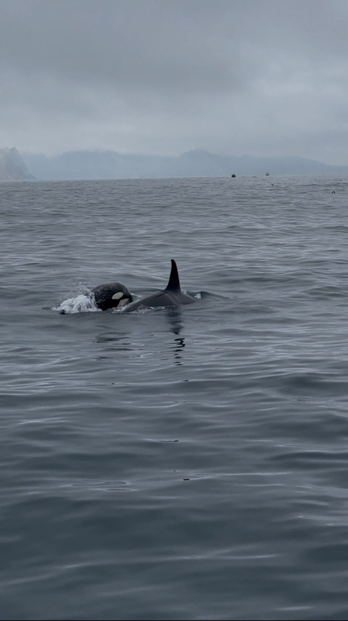 Отзыв о экскурсии "На Камчатке — вкусно есть: гастротур с рыбалкой и крабовой вечеринкой у океана" — фото 1