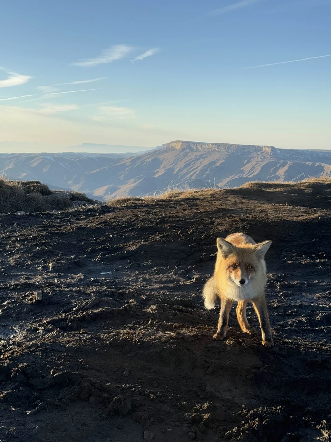 Отзыв о экскурсии "Плато Бермамыт днём или на закате из Кисловодска" — фото 5