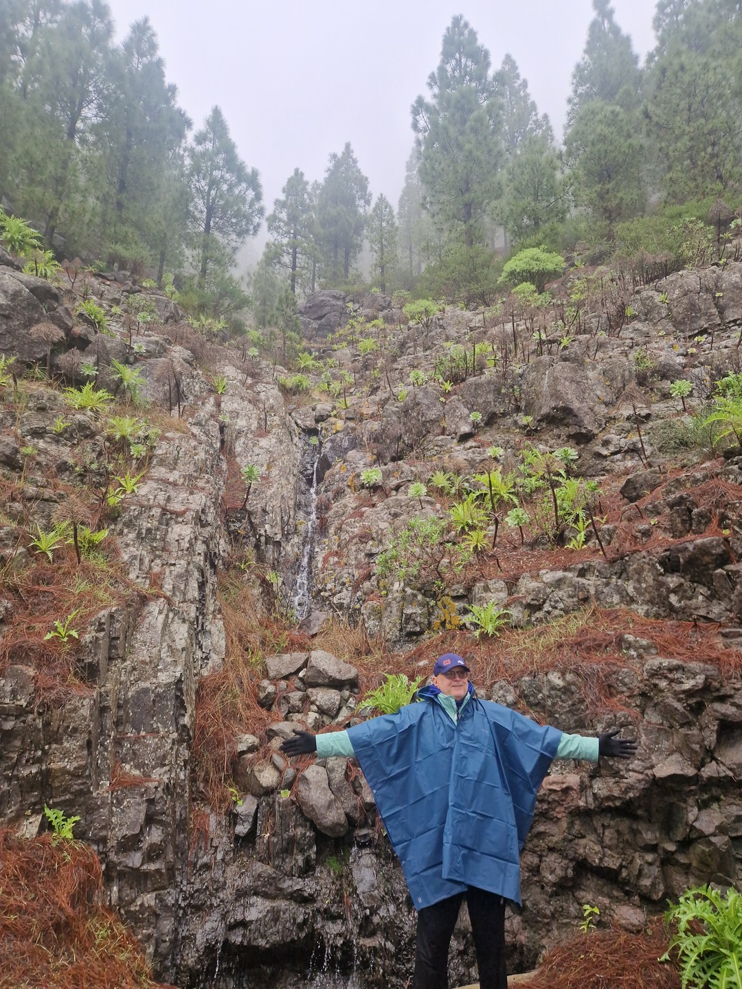 Отзыв о экскурсии "Горная прогулка над ущельем Маска и реликтовый лес Тенерифе" — фото 4