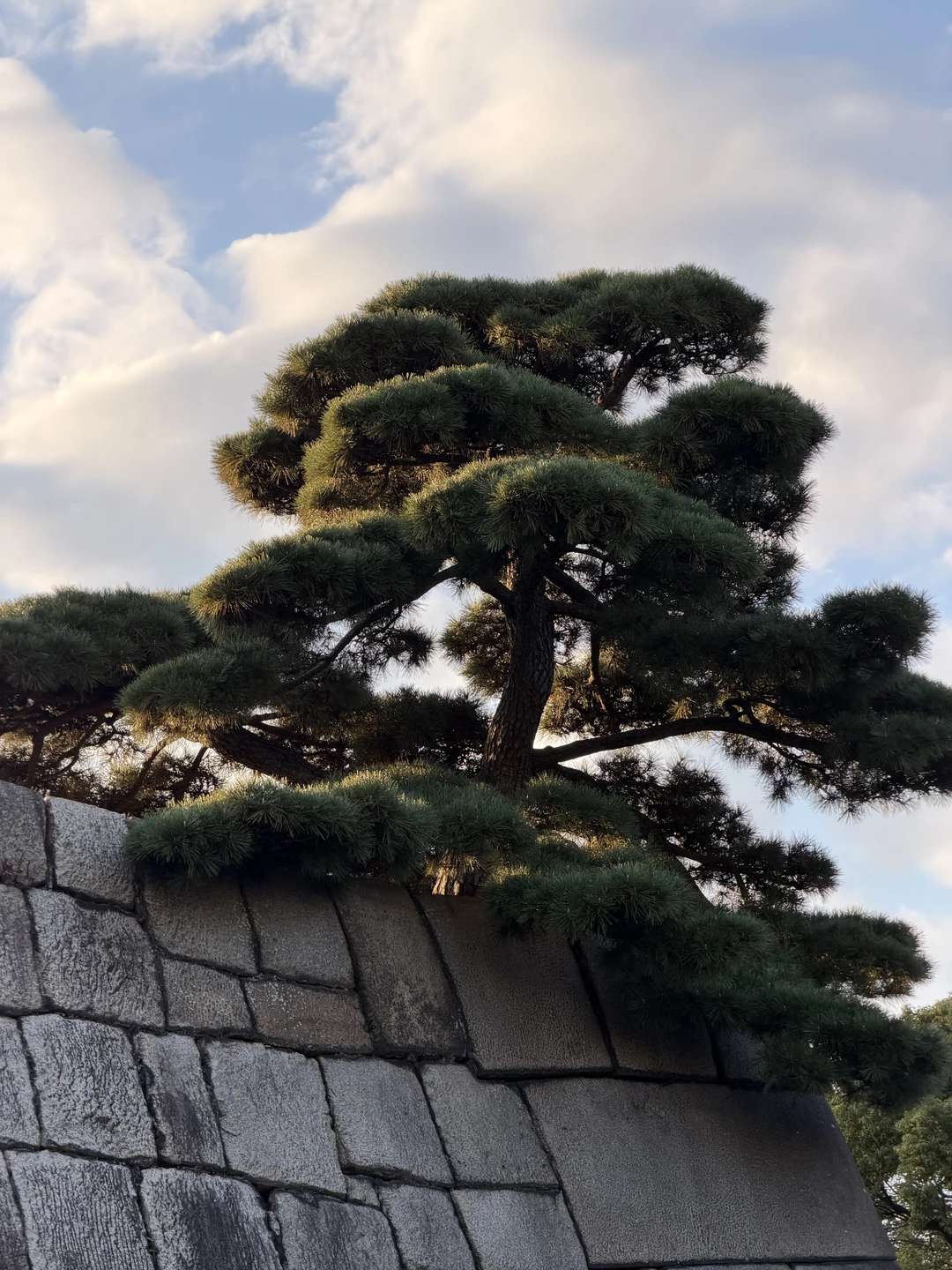 Отзыв о экскурсии "Ваш первый маршрут по Токио: адаптация за 8 часов" — фото 4