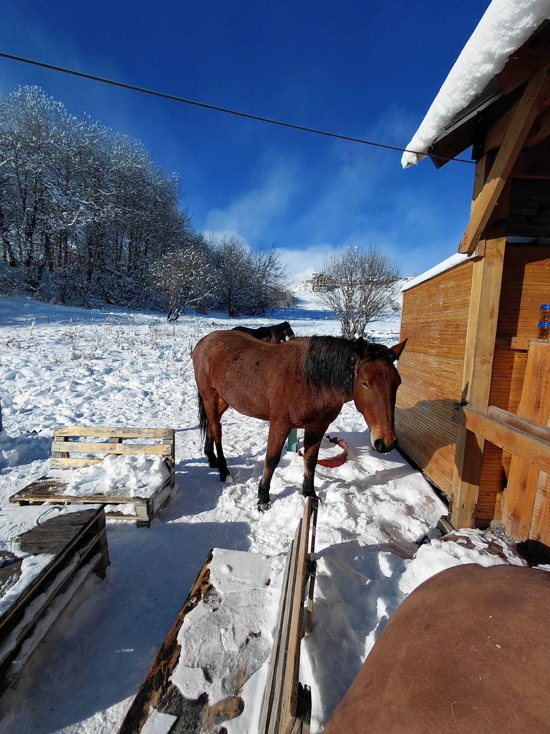 Отзыв о экскурсии "Групповая поездка из Тбилиси — в Казбеги и Гудаури" — фото 5