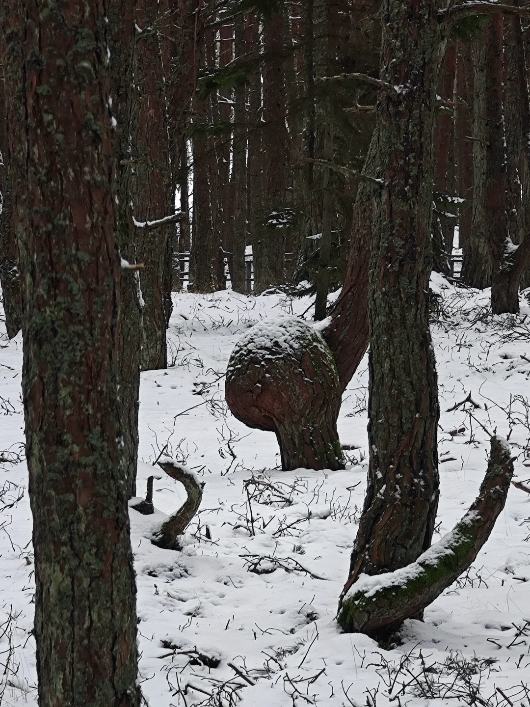 Отзыв о экскурсии "Волшебная Куршская коса" — фото 7