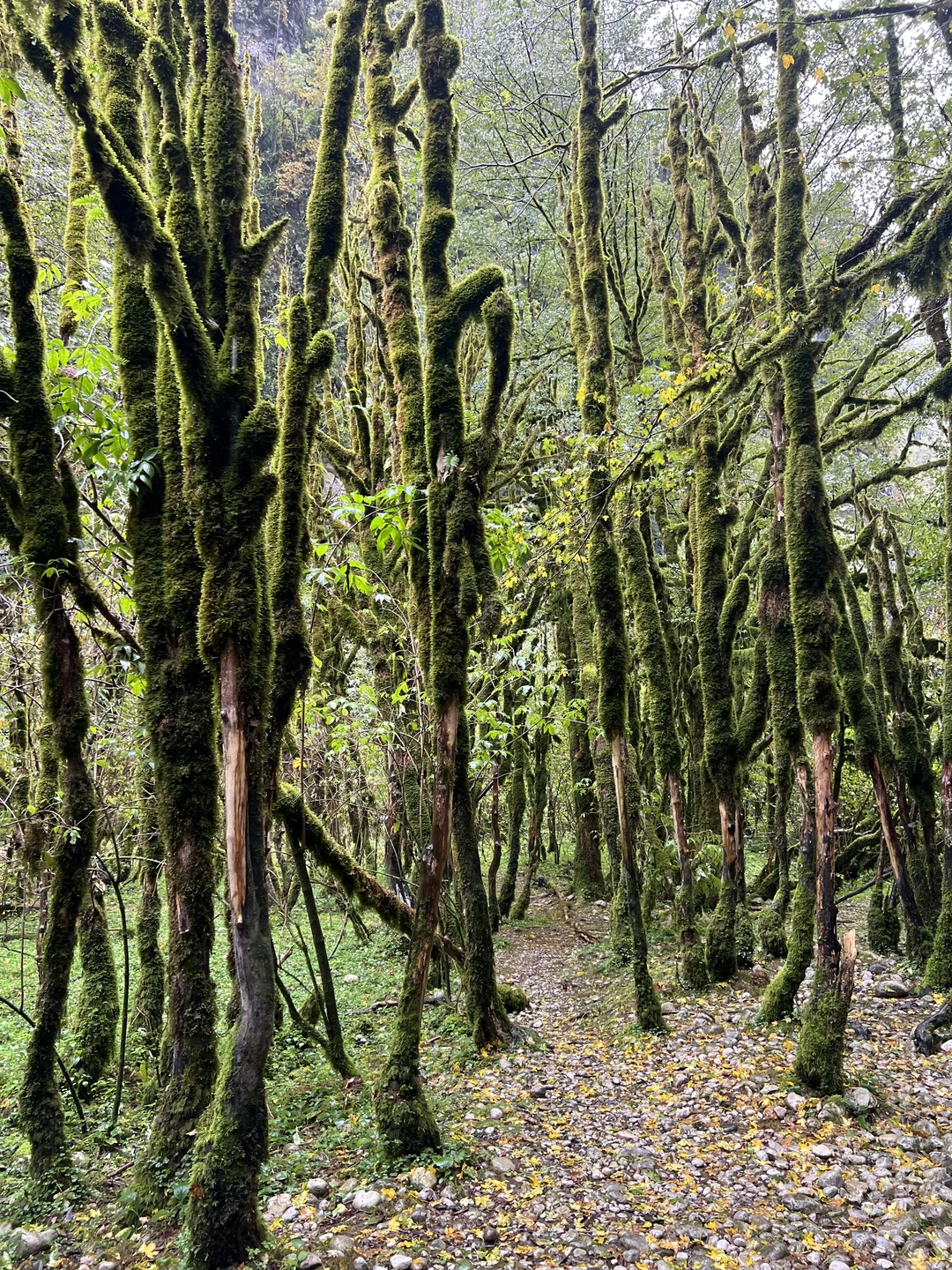 Отзыв о экскурсии "Большое знакомство с Абхазией (из Пицунды)" — фото 7