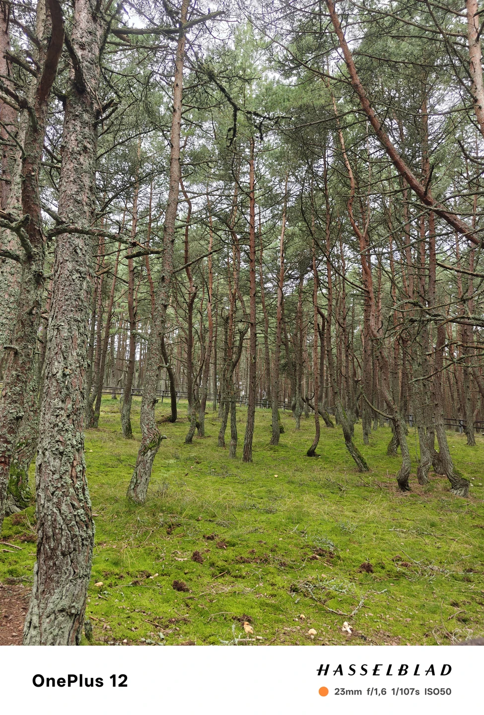 Отзыв о экскурсии "Заплетала море в косы: большое путешествие по Балтике" — фото 8