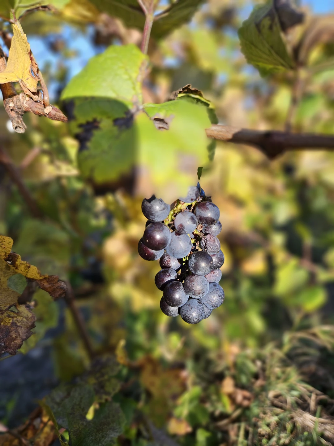 Отзыв о экскурсии "Винная империя Краснодарского края: трансфер в два шато (18+)" — фото 2