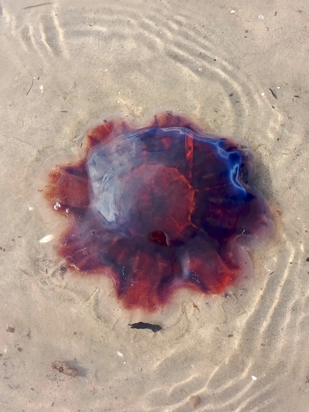 Отзыв о экскурсии "К Белому морю на остров Ягры" — фото 3