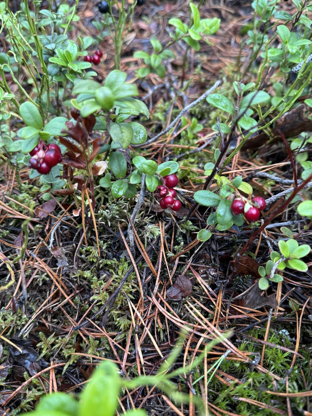Отзывы об отдыхе в Карелии