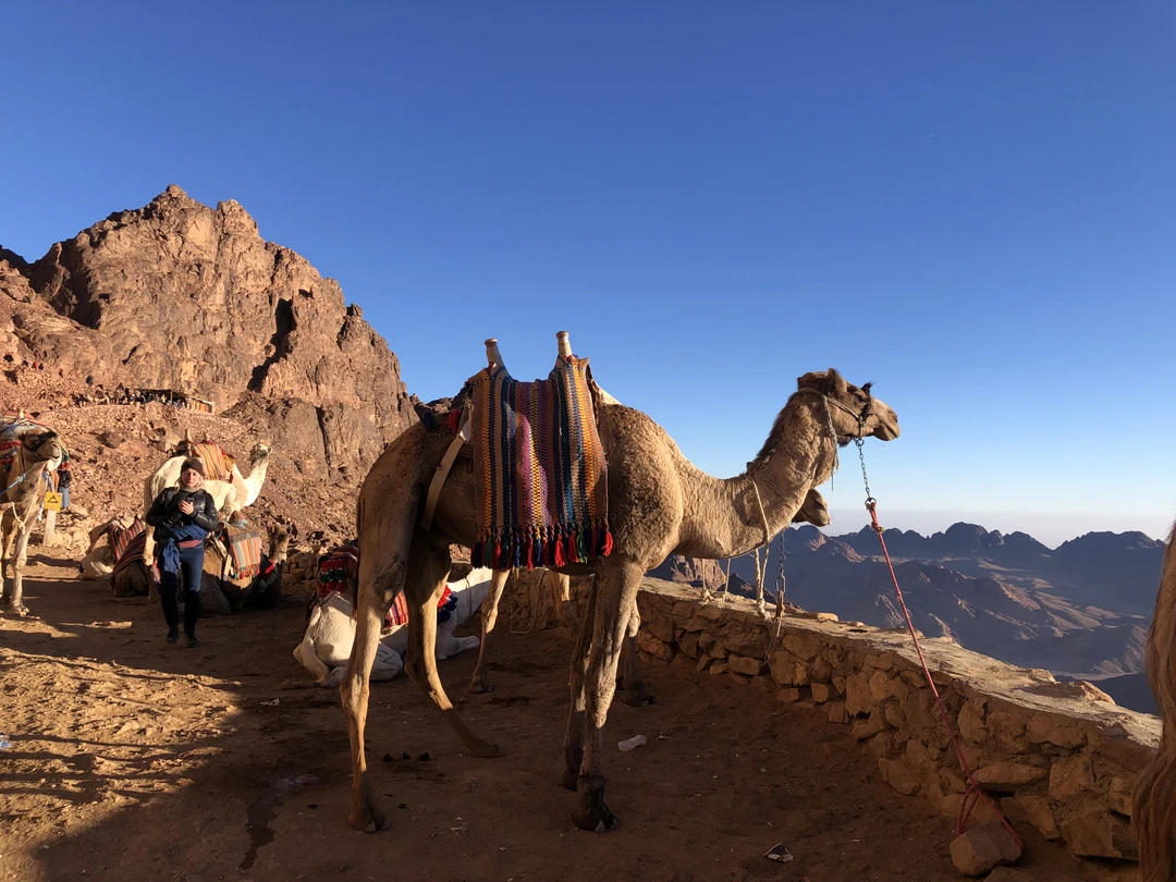 Отзыв о экскурсии "Синайские странствия: гора Моисея и монастырь Святой Екатерины на рассвете" — фото 1