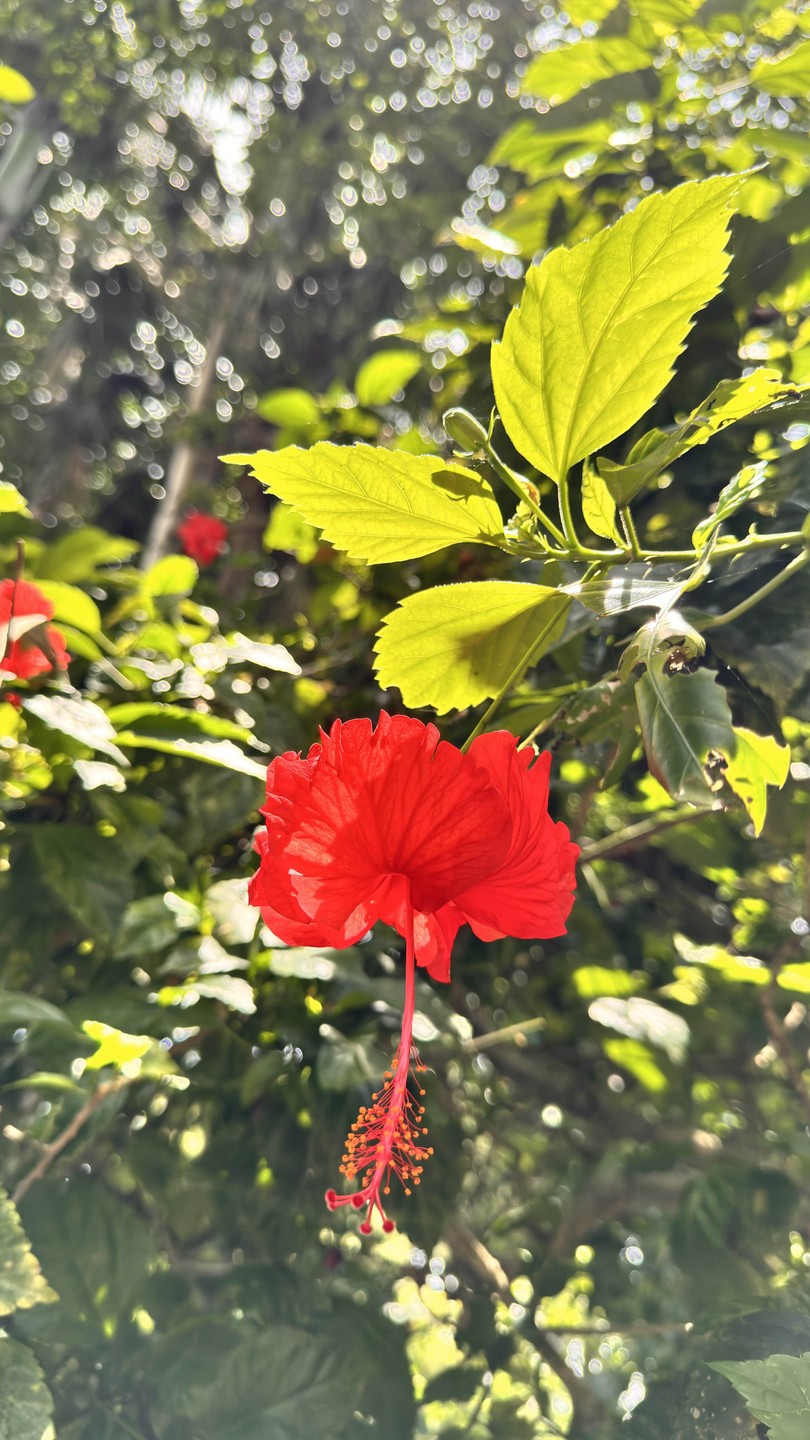 Отзыв о экскурсии "Сердце Бали: живописные плантации, парк птиц и краски Убуда" — фото 3