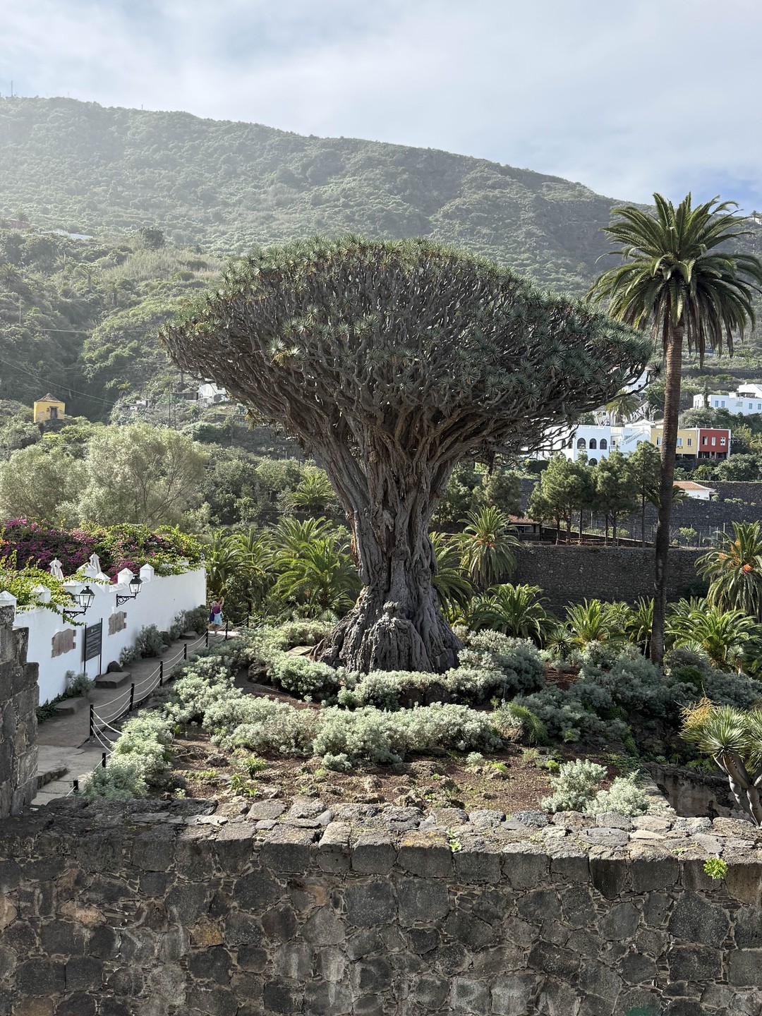 Отзыв о экскурсии "Тенерифе — любовь с первого взгляда" — фото 8