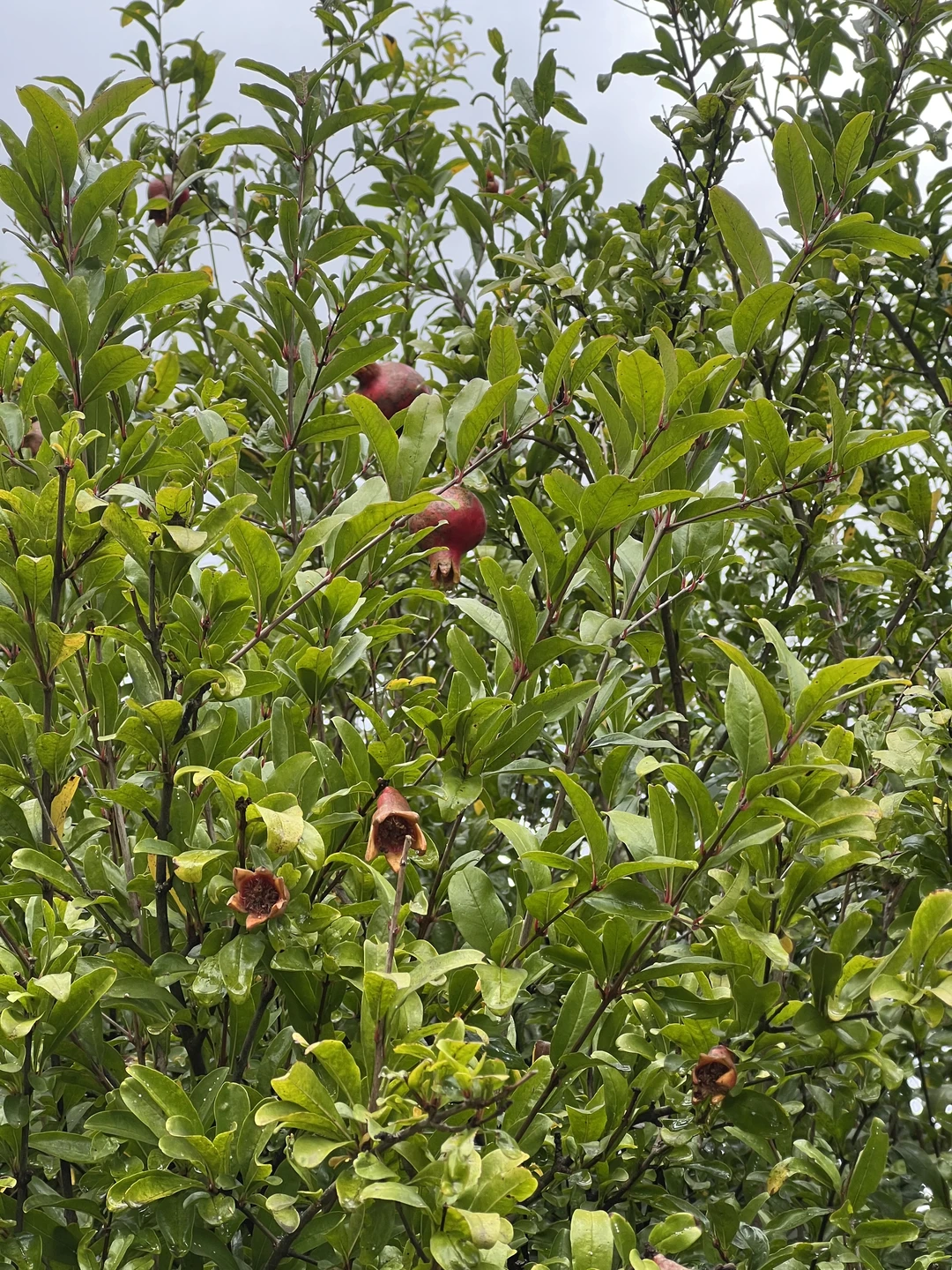 Отзыв о экскурсии "Большое знакомство с Абхазией (из Пицунды)" — фото 6