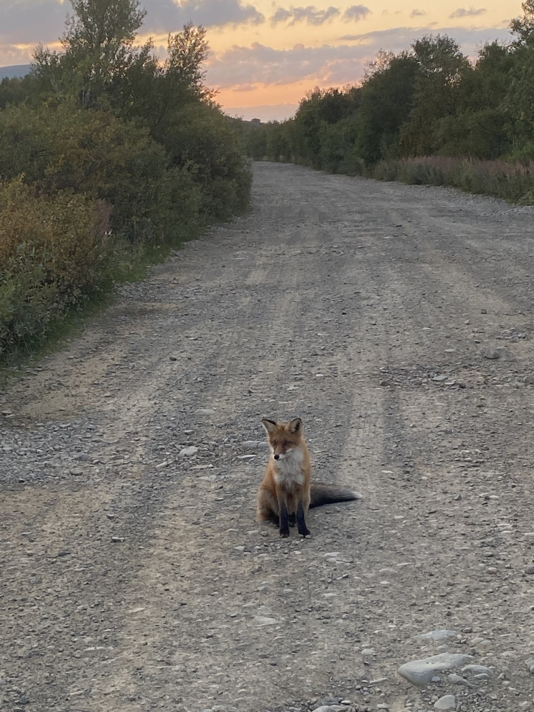 Отзыв о экскурсии "Заповедная территория: к океану на гигантской машине с проживанием в кемпинге" — фото 2