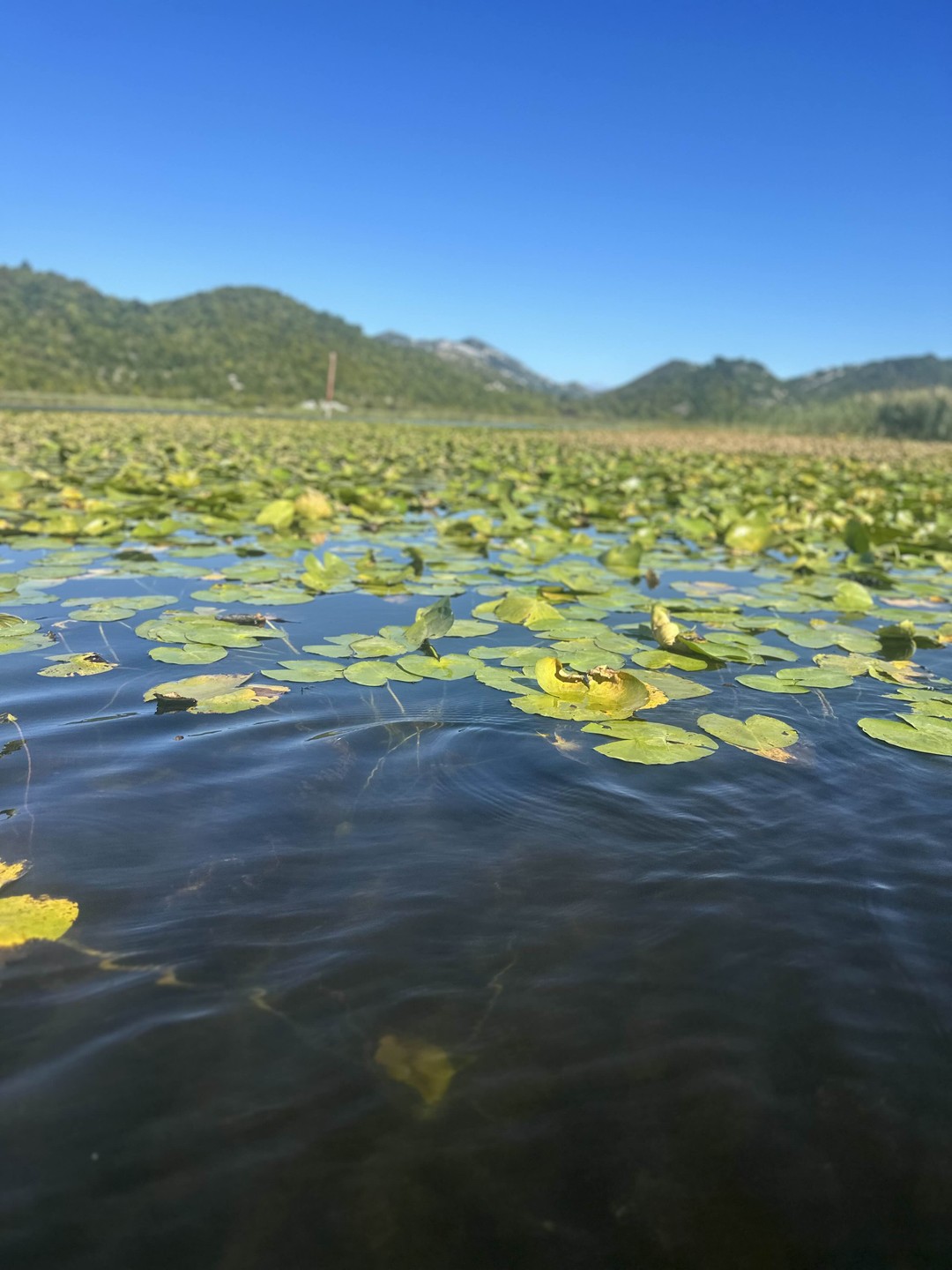 Отзыв о экскурсии "По Скадарскому озеру с черногорцем" — фото 6 Отзыв о экскурсии "По Скадарскому озеру с черногорцем" — фото 6
