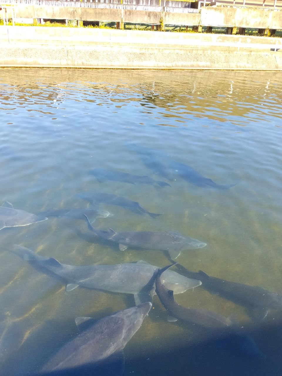 Отзыв о экскурсии "Поедем, поедим! Гастротур из Адлера" — фото 4