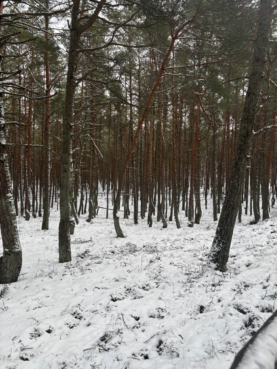 Отзыв о экскурсии "Утренняя Куршская коса из Зеленоградска на автобусе" — фото 2