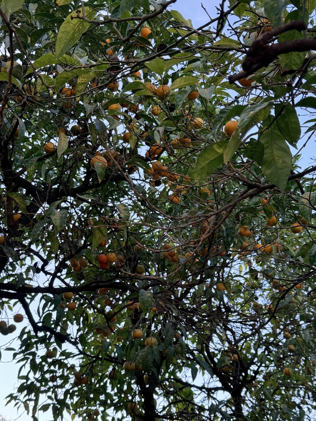Отзыв о экскурсии "Античное сердце Рима: Колизей, холм Палатин, Форум" — фото 2