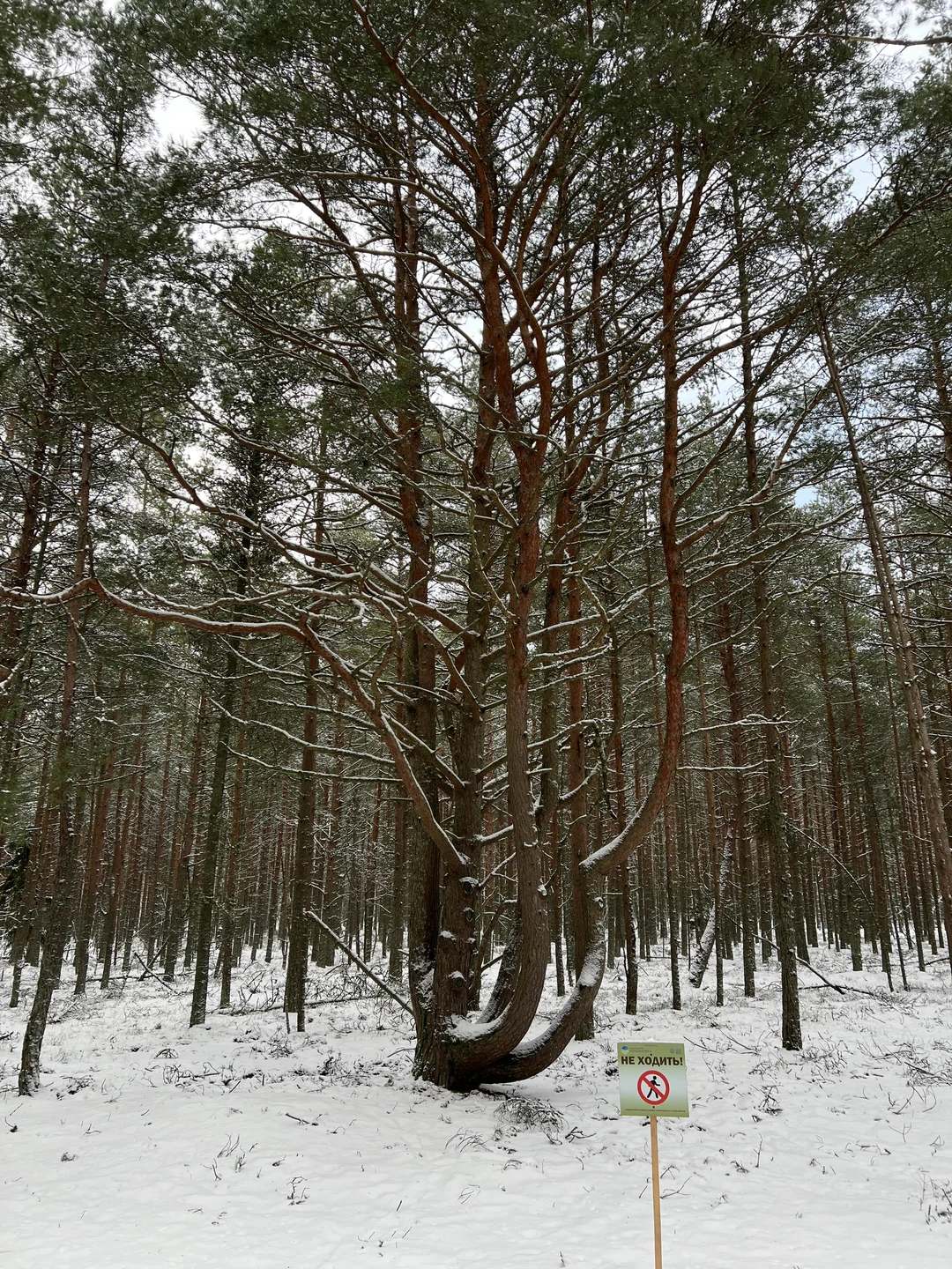 Отзыв о экскурсии "Первый раз на Куршской косе — из Зеленоградска" — фото 4