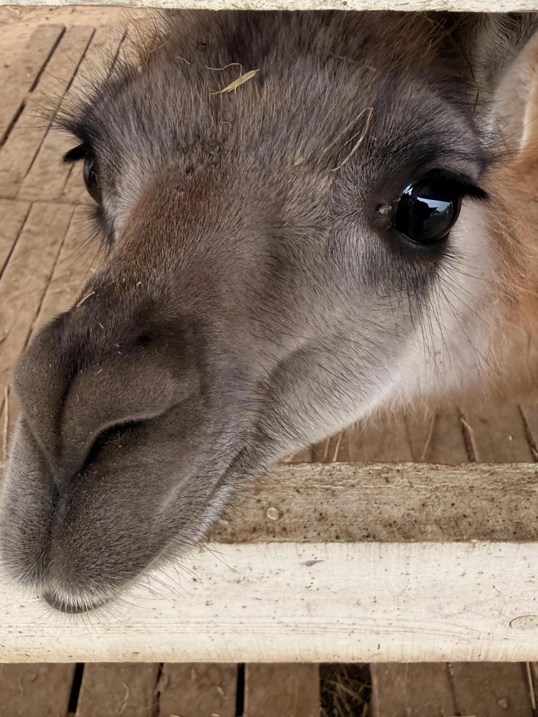 Отзыв о экскурсии "Из Краснодара — по топовым смотровым площадкам плато Лаго-Наки" — фото 1