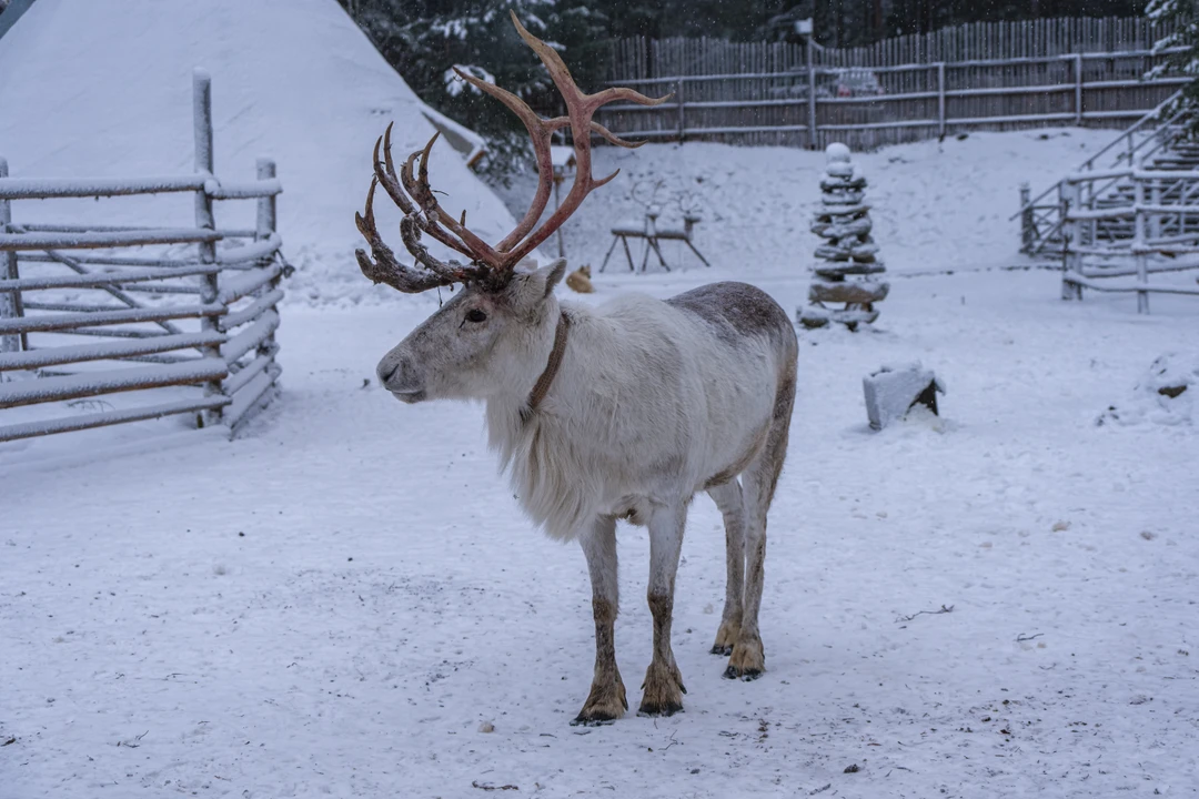 Отзыв о экскурсии "Сдержанная эстетика Заполярья: перезагрузка в экоотеле и знакомство с Кольским" — фото 1
