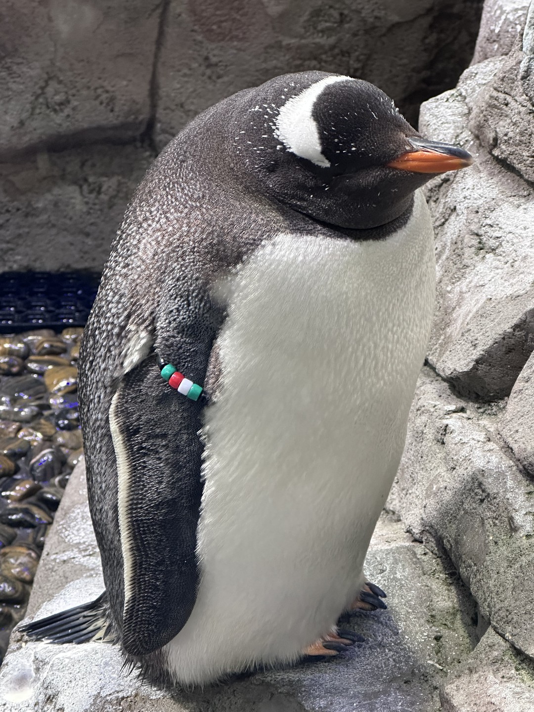 Отзыв о экскурсии "1 день в Дубае + катание на монорельсе" — фото 2