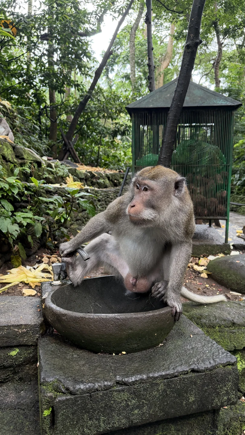 Отзыв о экскурсии "Бали, который вы ждёте!" — фото 5