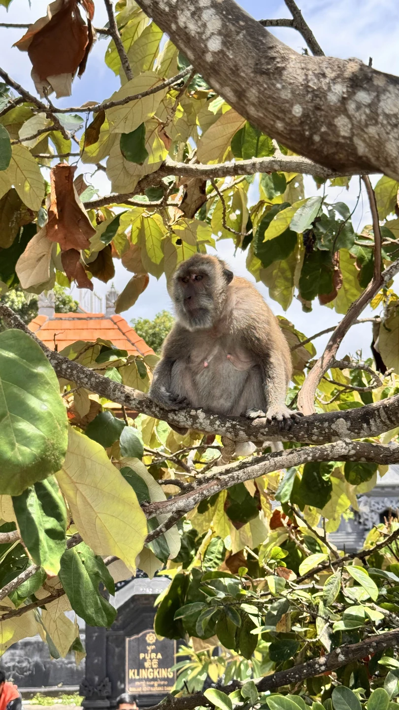 Отзыв о экскурсии "Топ-5 локаций Нуса Пениды" — фото 2