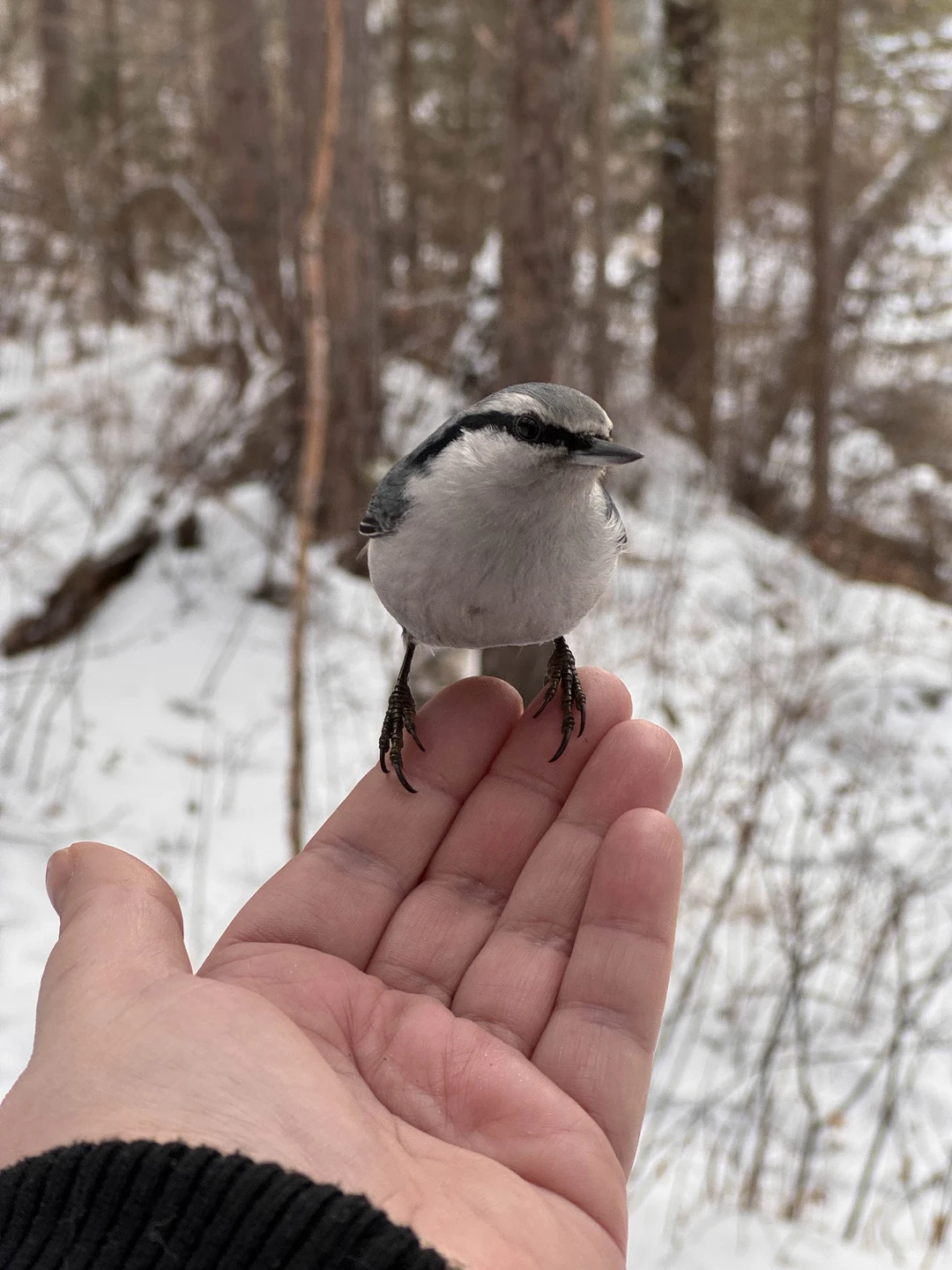 Отзыв о экскурсии "Из Иркутска — в Аршан, к подножию сибирских Альп" — фото 6