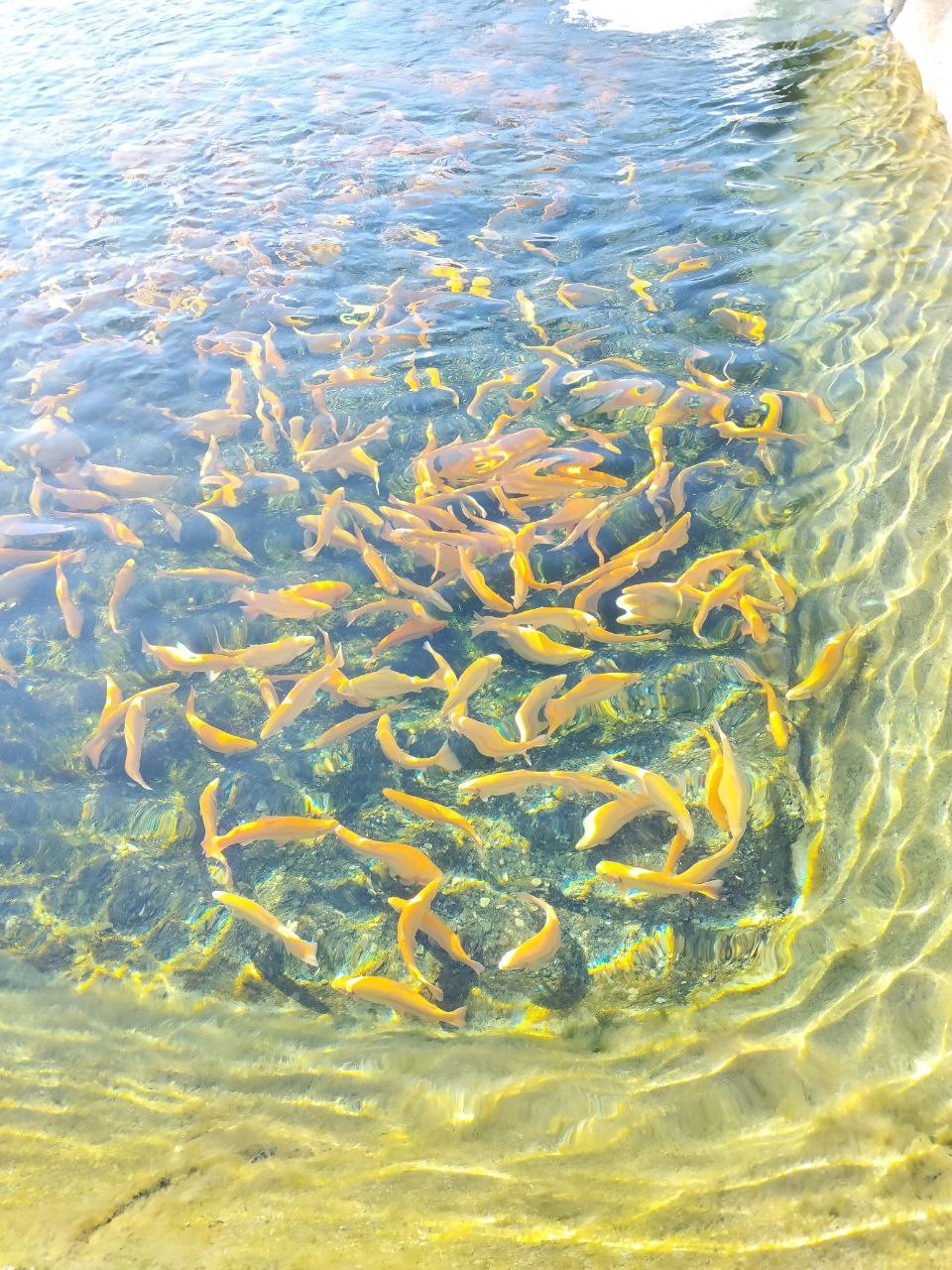 Отзыв о экскурсии "Поедем, поедим! Гастротур из Адлера" — фото 5