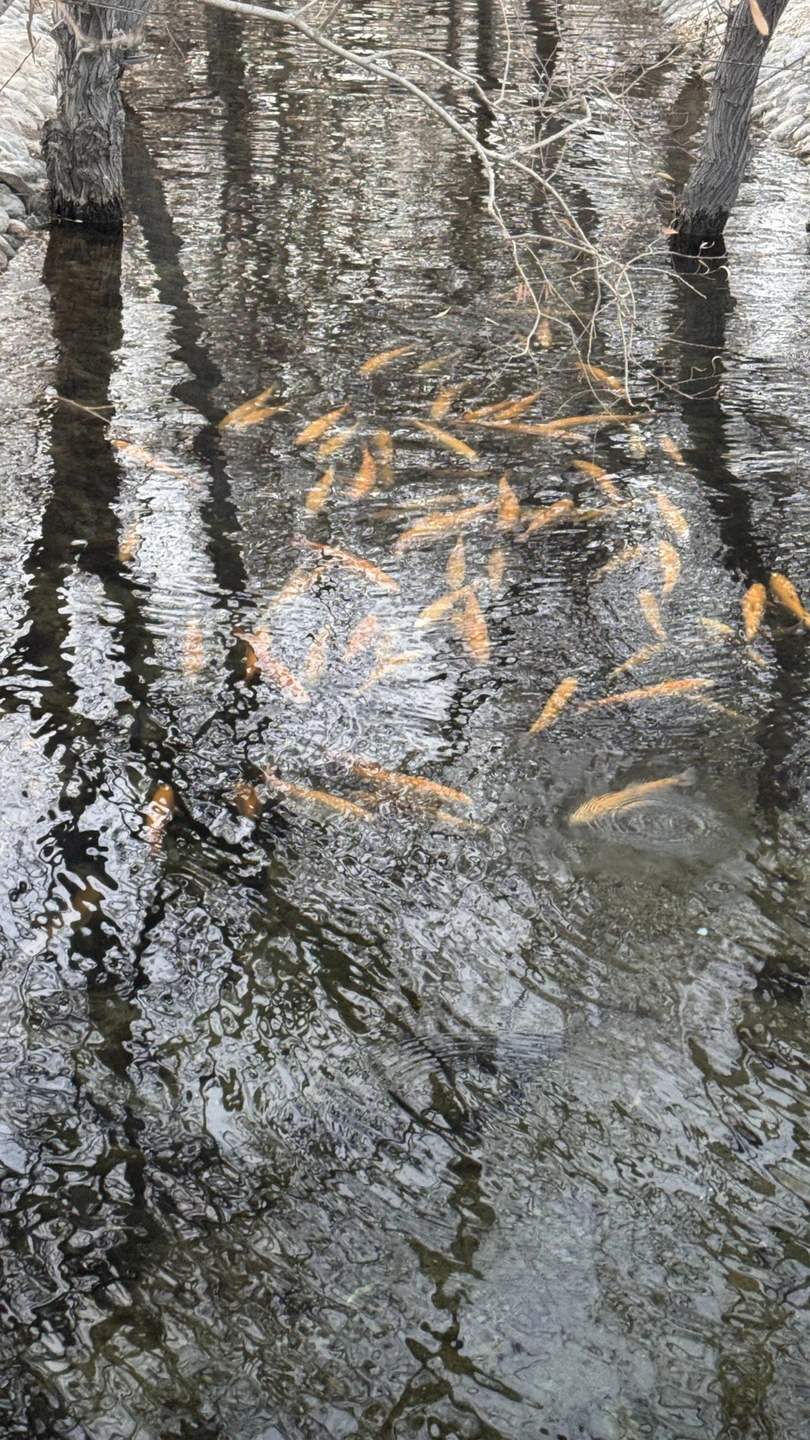 Отзыв о экскурсии "Каньоны Кок-Мойнок и озеро Иссык-Куль из Бишкека" — фото 5