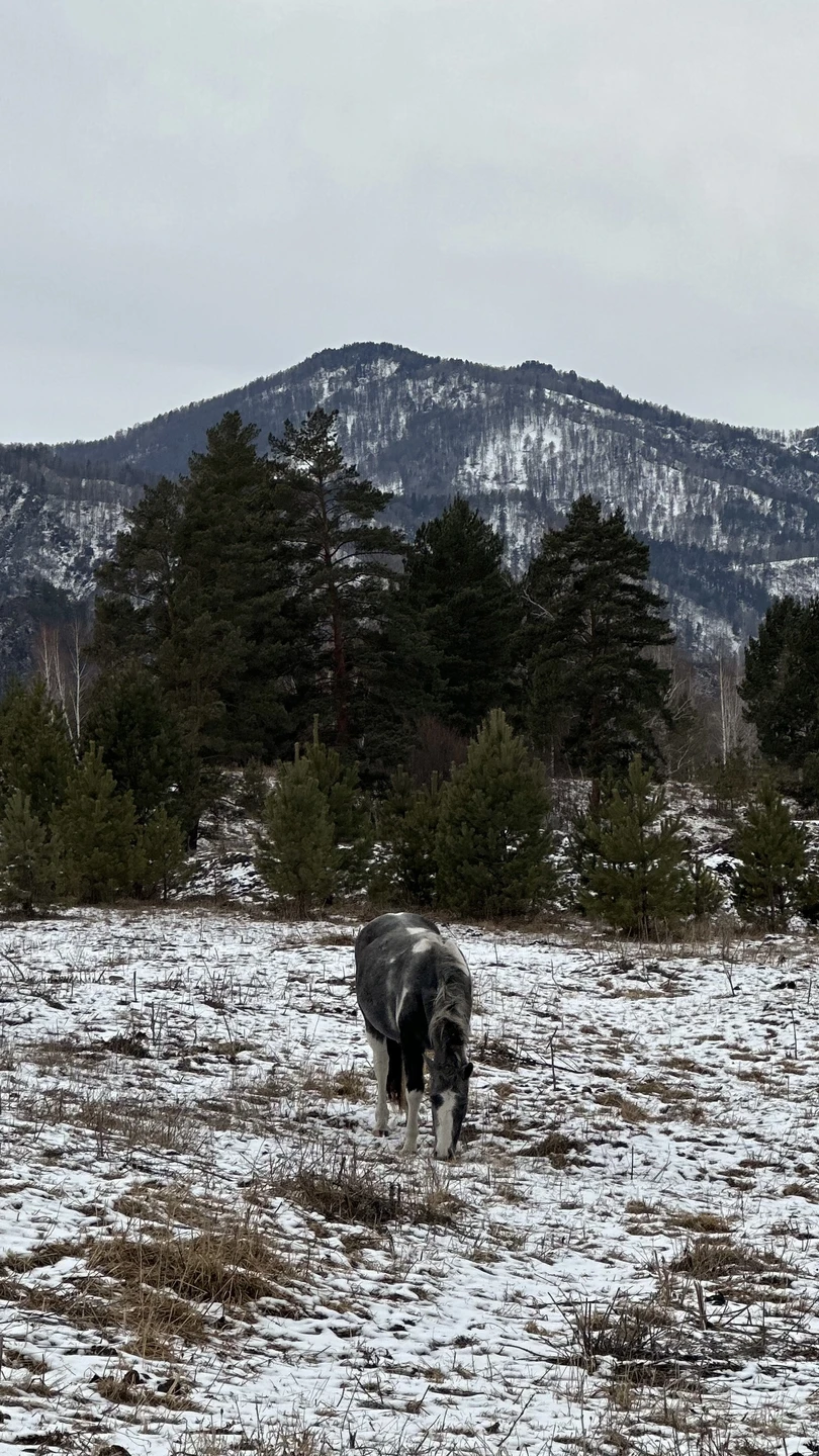 Отзыв о экскурсии "Долина Катуни — в гости к госпоже Горного Алтая" — фото 1